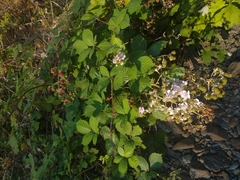 Rubus armeniacus