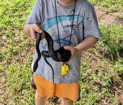 Pantherophis alleghaniensis