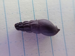 Juga plicifera