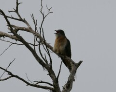 Cacomantis flabelliformis