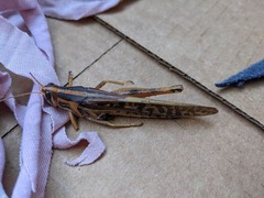 Schistocerca americana