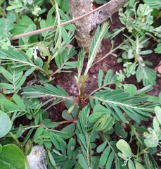 Phyllanthus urinaria