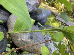 Polygonatum odoratum