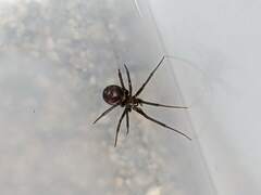 Steatoda grossa