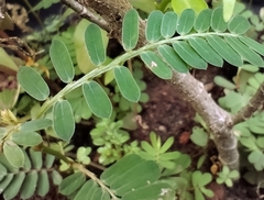 Phyllanthus urinaria
