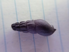 Juga plicifera