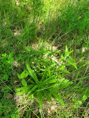 Carlina biebersteinii