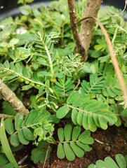 Phyllanthus urinaria