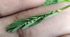 Phyllanthus urinaria