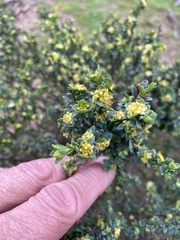 Pimelea serpyllifolia