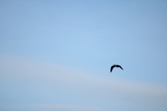 Larus argentatus
