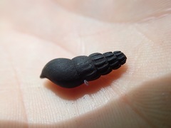 Juga plicifera