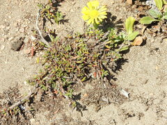 Polygonum paronychia
