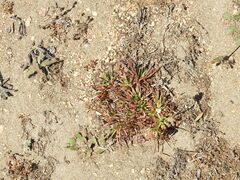 Armeria maritima californica