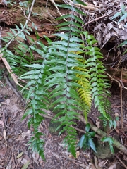 Asplenium polyodon