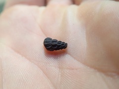 Juga plicifera