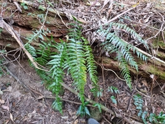 Asplenium polyodon