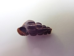 Juga plicifera