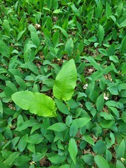 Crepis sibirica