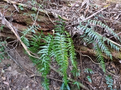 Asplenium polyodon