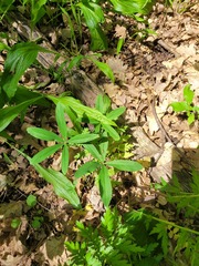 Potentilla alba