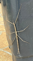 Ctenomorpha marginipennis