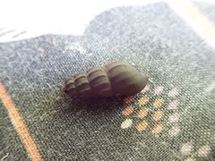 Juga plicifera