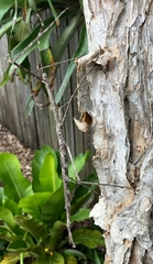 Ctenomorpha marginipennis