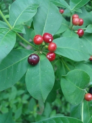 Rauvolfia tetraphylla