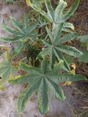 Ricinus communis