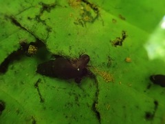 Juga plicifera