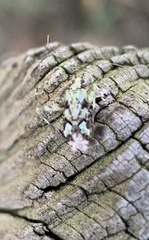 Phytocoris tiliae
