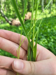 Brachypodium pinnatum