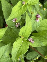 Persicaria nepalensis