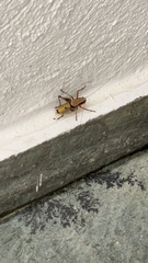 Eupholidoptera megastyla