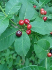 Rauvolfia tetraphylla