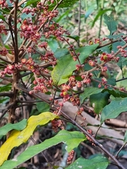 Cupaniopsis newmanii