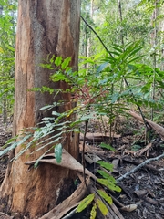 Cupaniopsis newmanii