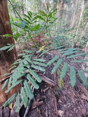 Cupaniopsis newmanii