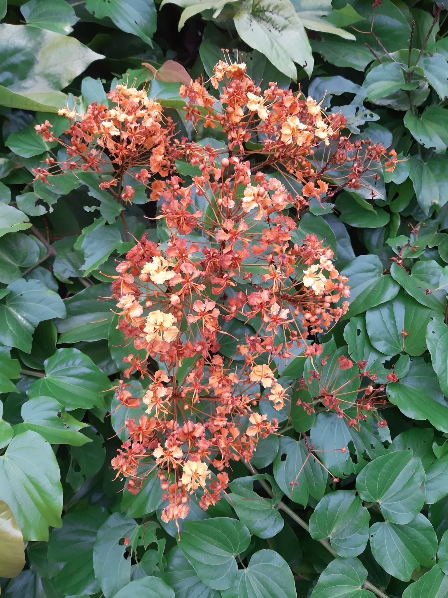 Phanera khasiana (Phanera khasiana)