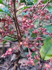 Cupaniopsis newmanii