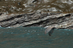 Anous stolidus galapagensis