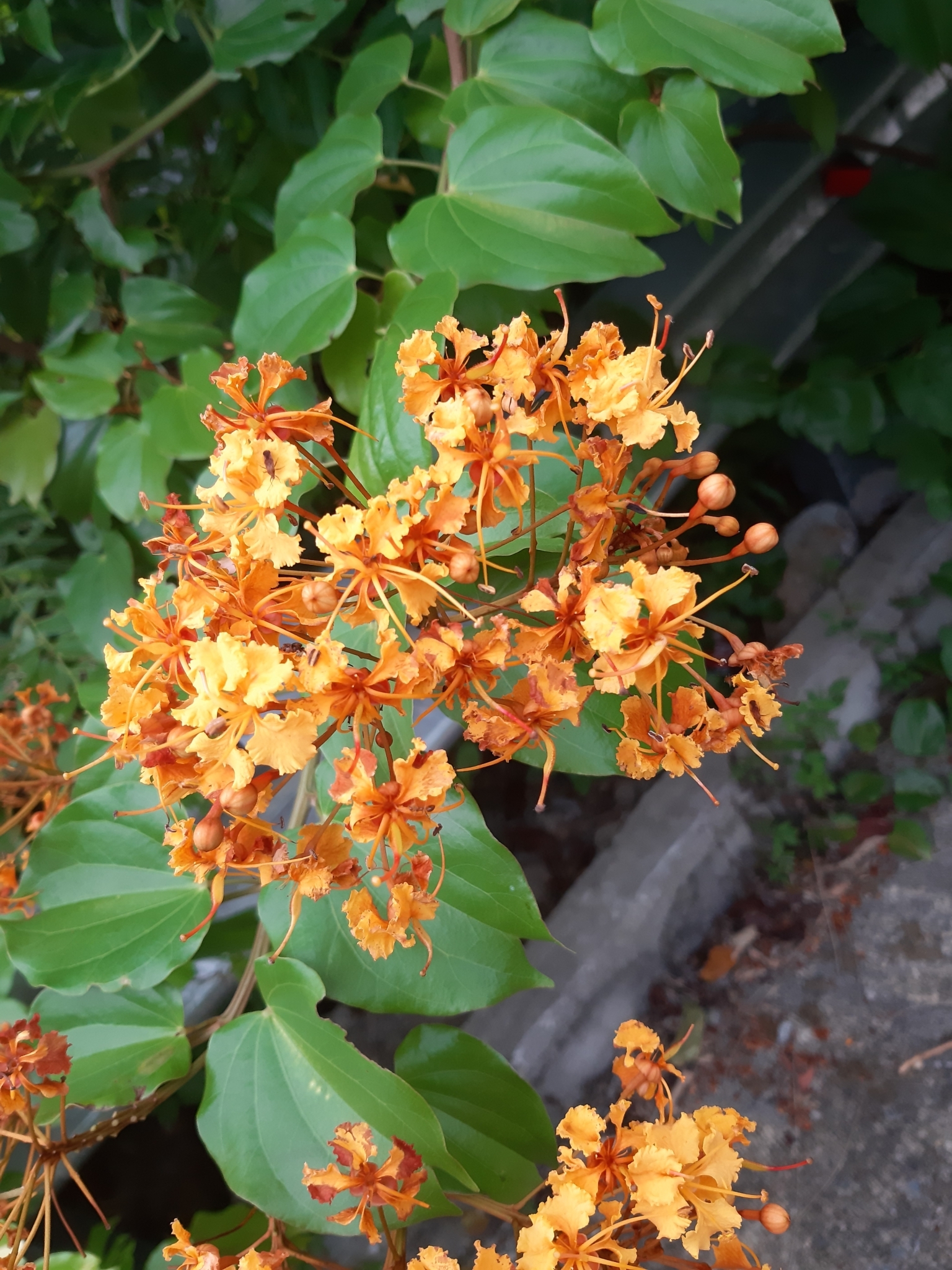 Phanera khasiana — ảnh 2