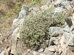 Eriophyllum staechadifolium