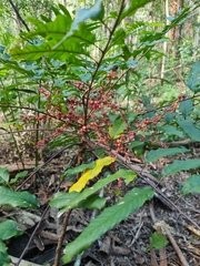 Cupaniopsis newmanii