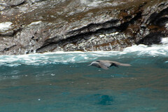 Anous stolidus galapagensis