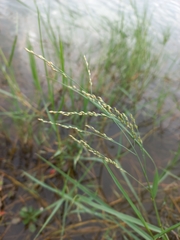 Panicum repens