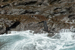 Anous stolidus galapagensis