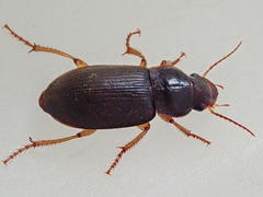 Harpalus griseus