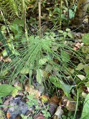 Equisetum